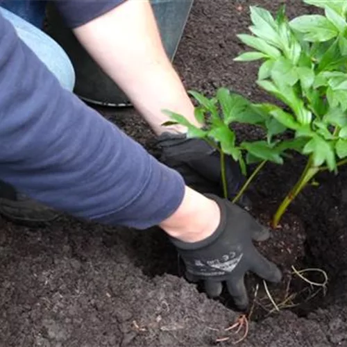 Pfingstrose (Paeonia) - Einpflanzen im Garten