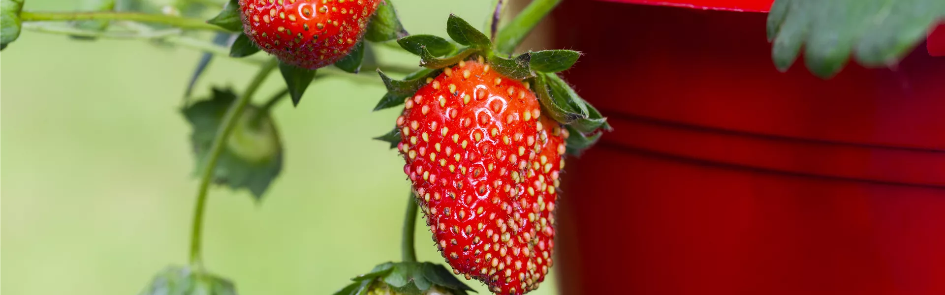 Erdbeeren im Topf ziehen