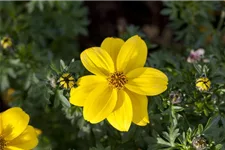 Bidens - Goldmarie 11 cm