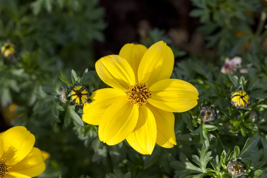 Bidens - Goldmarie 11 cm