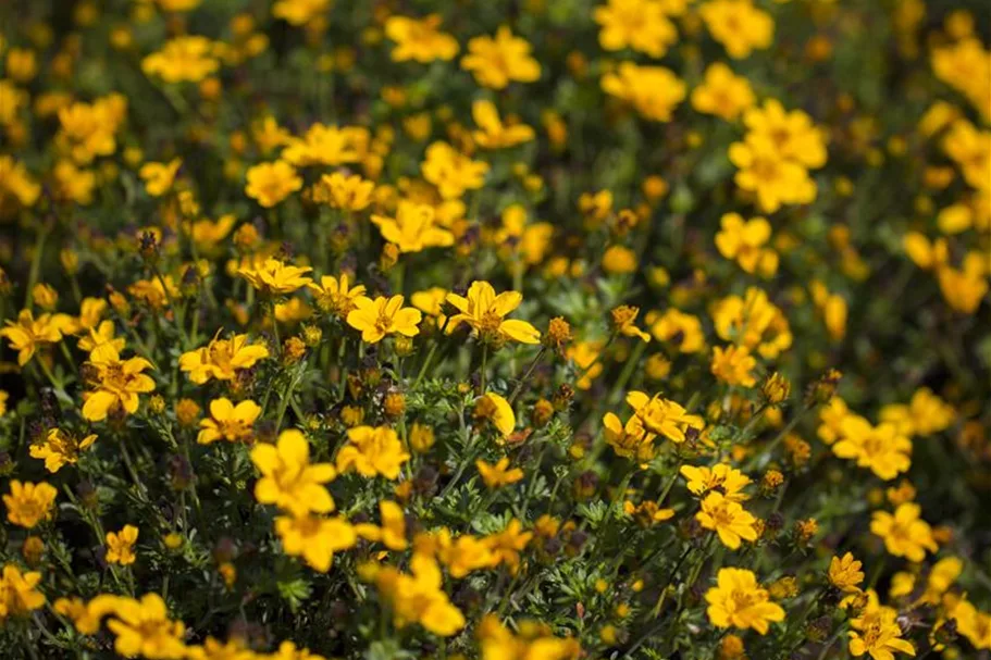 Bidens - Goldmarie 11 cm