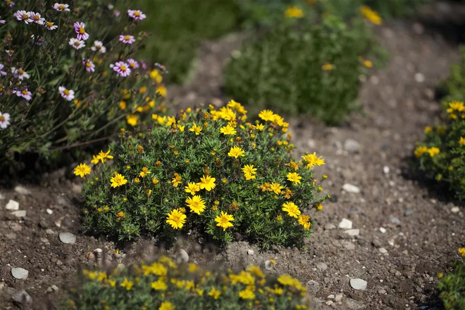 Bidens - Goldmarie 11 cm