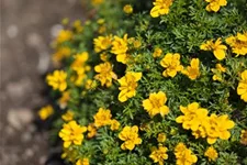 Bidens - Goldmarie 11 cm