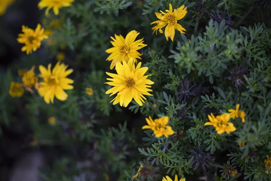 Bidens - Goldmarie 11 cm