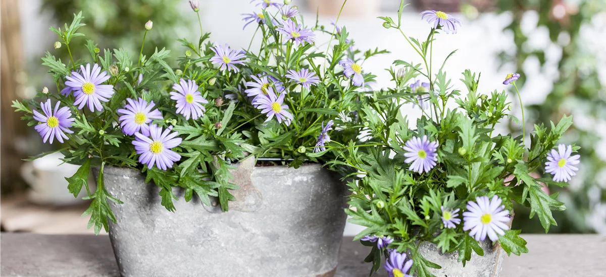 Blaues Gänseblümchen, australisches Gänseblümchen, lila Blüte, im Topf 11 cm 11 cm