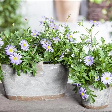 Blaues Gänseblümchen, australisches Gänseblümchen, lila Blüte, im Topf 11 cm 