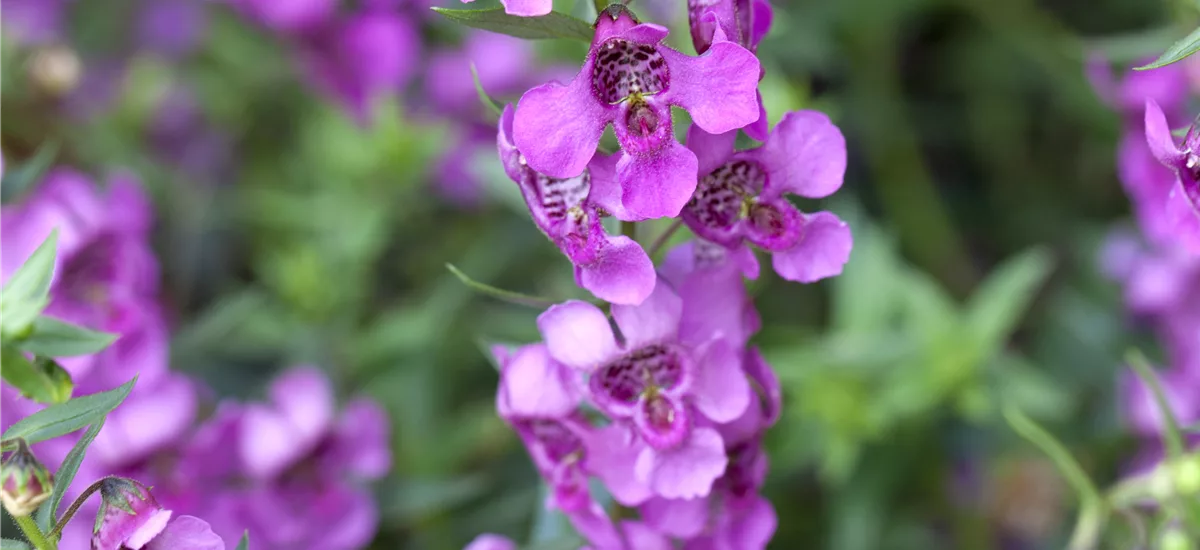 Engelsgesicht, pink im Topf 11 cm 11 cm