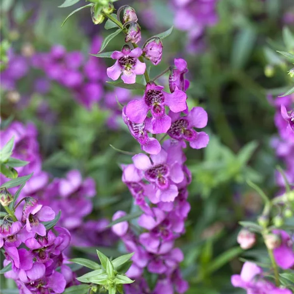 Engelsgesicht, pink im Topf 11 cm