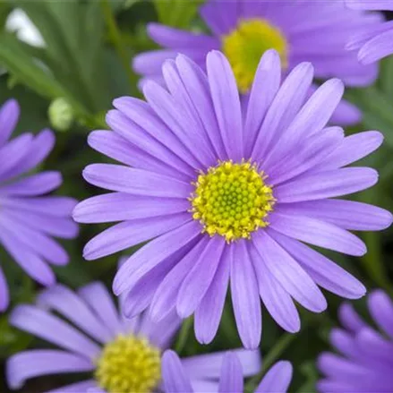 Blaues Gänseblümchen, australisches Gänseblümchen, blau, im Topf 11 cm