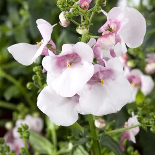 Elfensporn, Blüte rosa, im Topf 11 cm