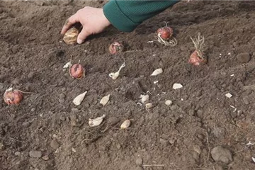 Blumenzwiebeln - Einpflanzen im Garten