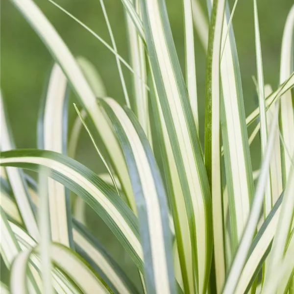 Carex Evergold