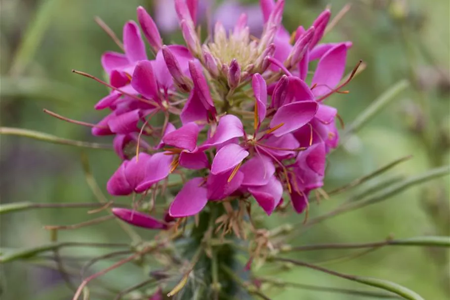 Spinnenblume, im Topf 13 cm 13 cm