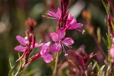 Prachtkerze, pink 13 cm