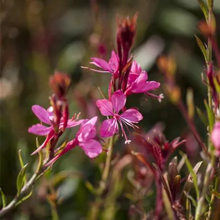 Prachtkerze, pink