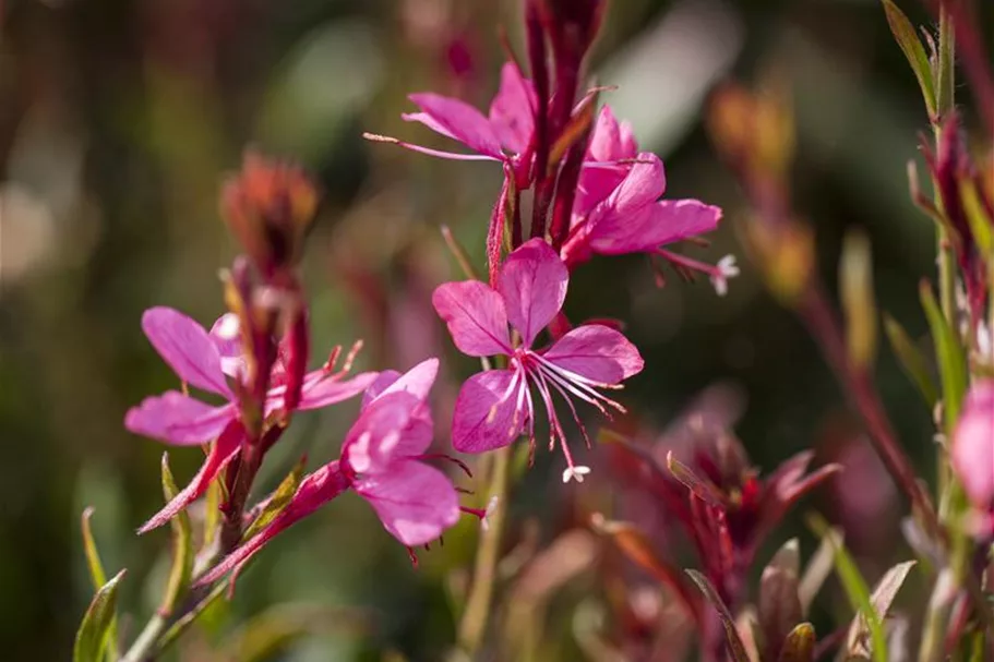 Prachtkerze, pink 13 cm