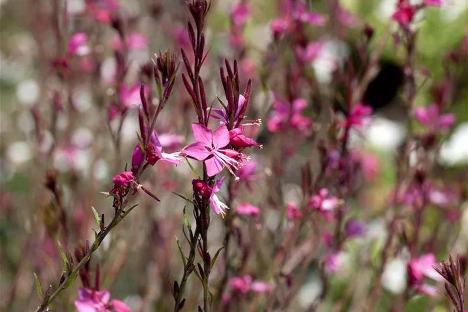 Prachtkerze, pink 13 cm