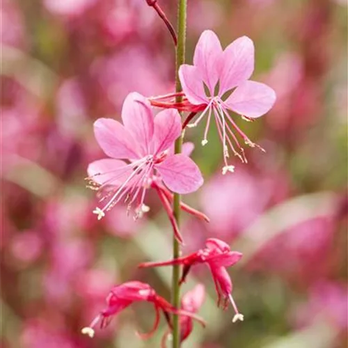 Prachtkerze, rosa