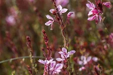 Prachtkerze, rosa 13 cm