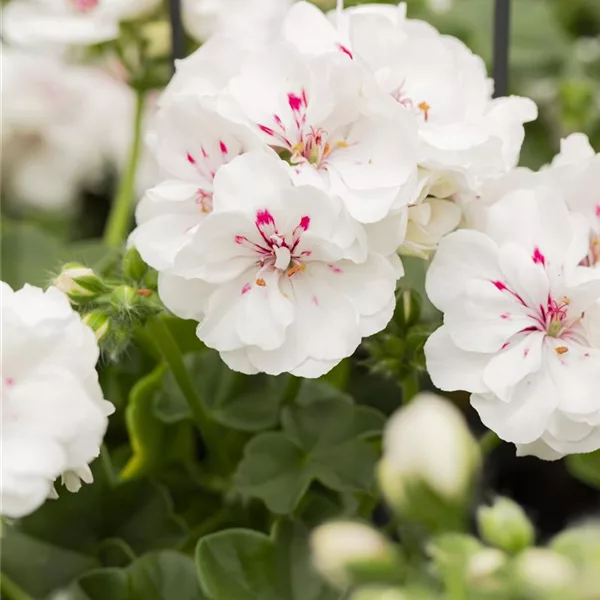 Hängegeranie 'Royal White', weiß gefüllt