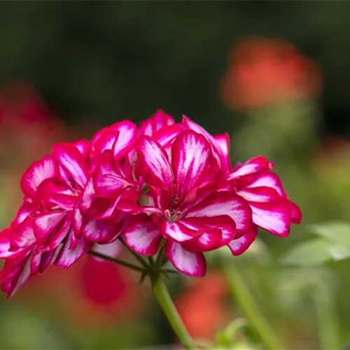 Hängegeranie 'Royal® CandyChoc', rot weiß gefüllt