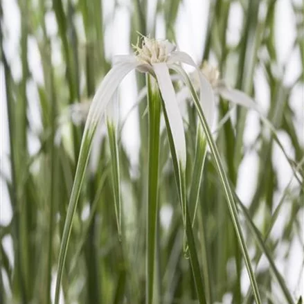 Sternentänzergras, Edelweißgras