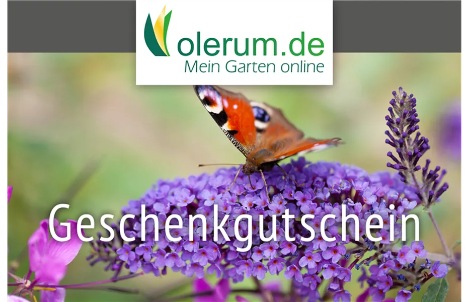 Am Muttertag sagen Blumen mehr als Worte