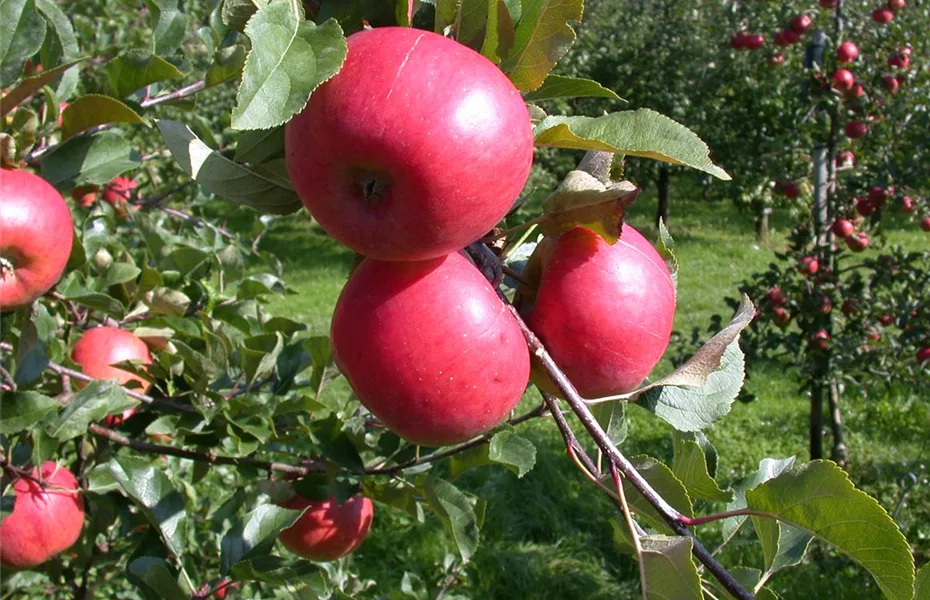 Obstgehölze nach dem Kauf behandeln und richtig pflegen