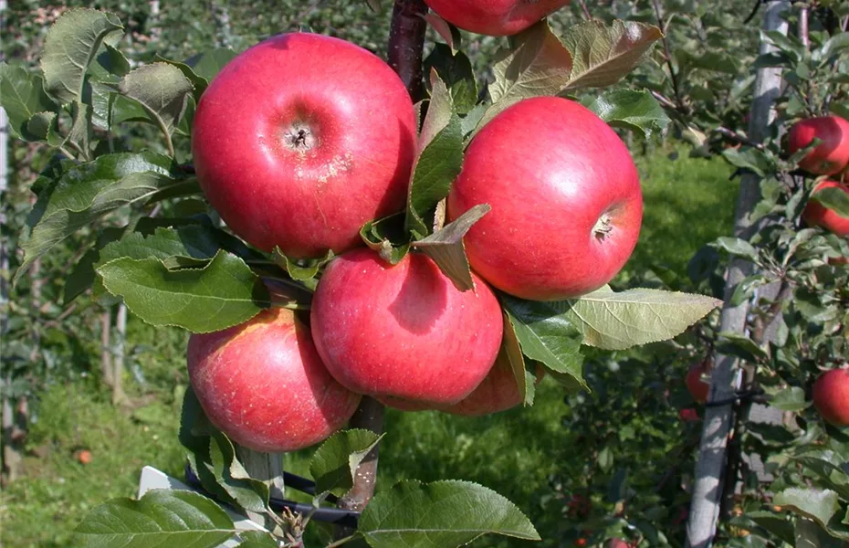 Obstbäume brauchen Sommerschnitt für die optimale Ernte