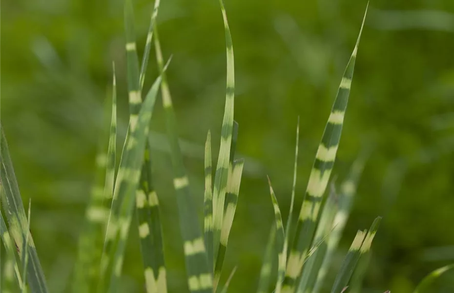 Gräser pflegen und dem Windspiel im Garten lauschen