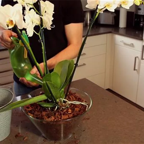 Orchidee - Einpflanzen in ein Glas-Gefäß