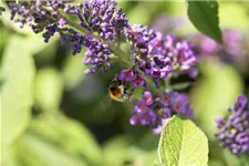 Insektennährgehölz Set 3: Topf 3 Liter mit 4 Pflanzen 