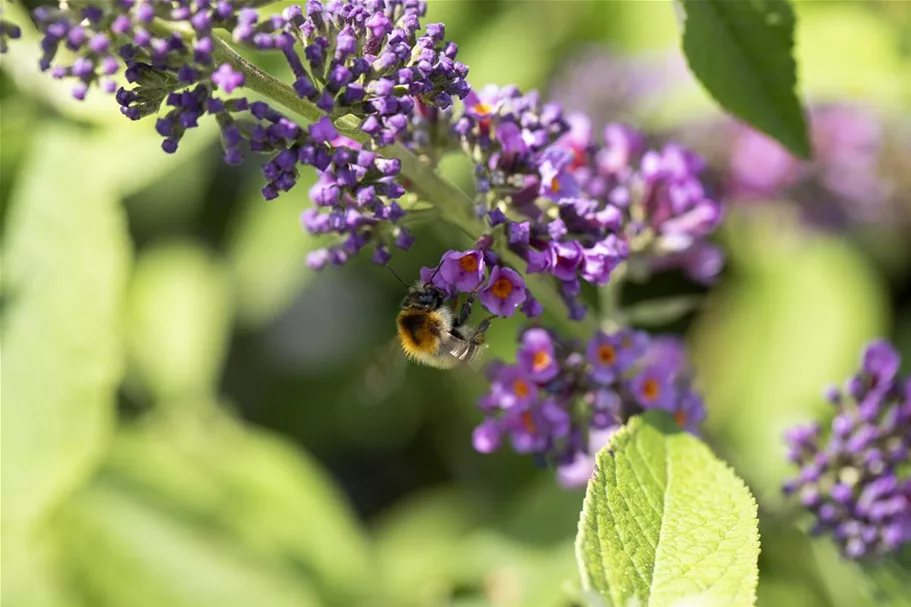 Insektennährgehölz Set 3: Topf 3 Liter mit 4 Pflanzen 