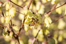 Insektennährgehölz Set 3: Topf 3 Liter mit 4 Pflanzen 