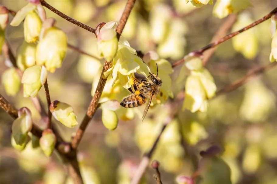 Insektennährgehölz Set 3: Topf 3 Liter mit 4 Pflanzen 