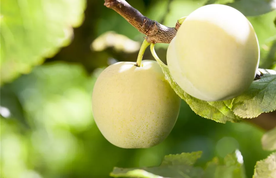 Einen Naschgarten mit Obstgehölzen anlegen und losnaschen