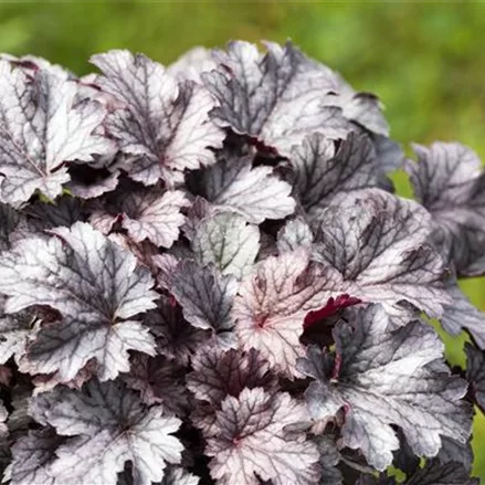 Purpurglöckchen 'Cinnabar Silver'