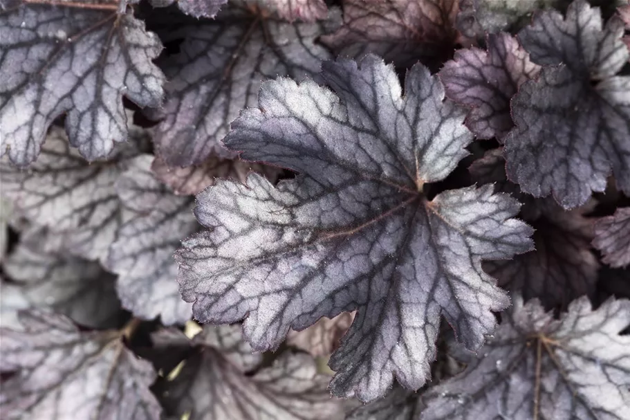 Purpurglöckchen 'Cinnabar Silver' 12cm