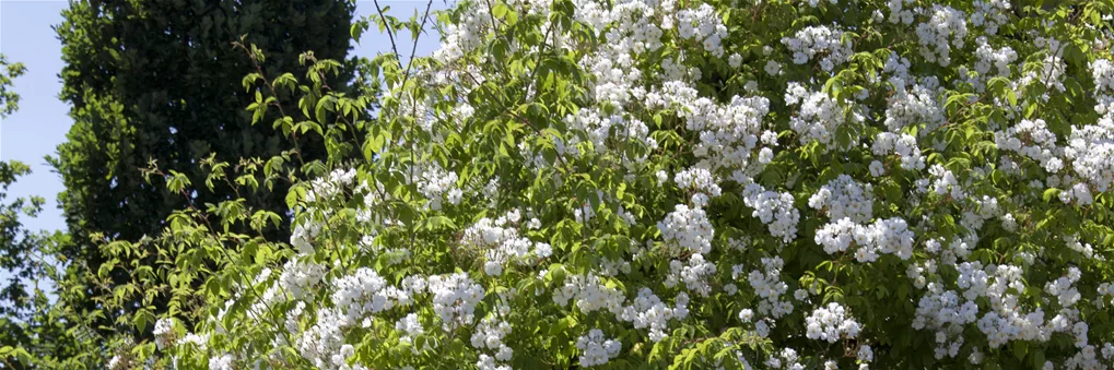  Strauchrosen sind besonders stark wachsende Rosenpflanzen