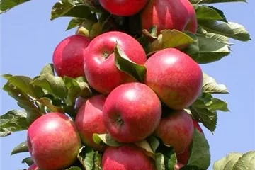 Obstbäume - Obststräucher Obstbäume - Obststräucher