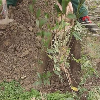 Ligusterhecke - Einpflanzen im Garten