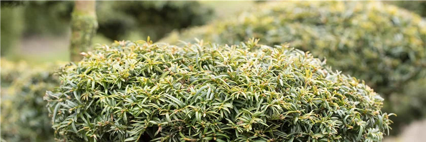 Edle Nadelbäume für Ihren Garten