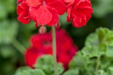 Geranie stehend 'Carlos', rote Blüte 12 cm