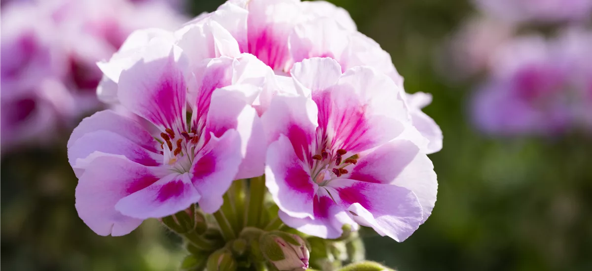 Geranie stehend 'Kristiana', rosa-pinke Blüte 12 cm