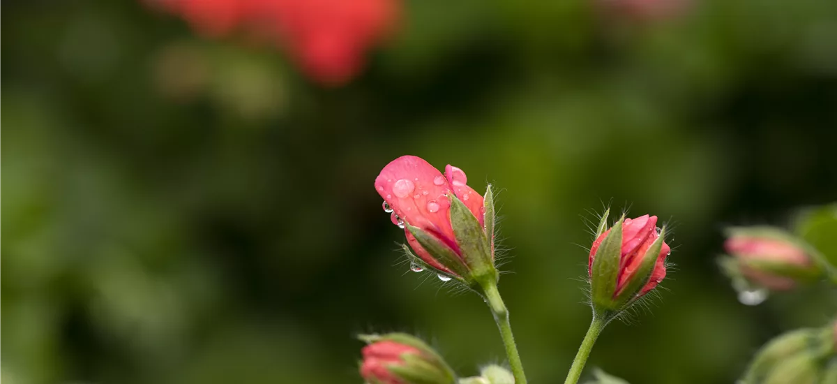 Hängegeranie 'Royal® @Coral', rosa gefüllt 12 cm