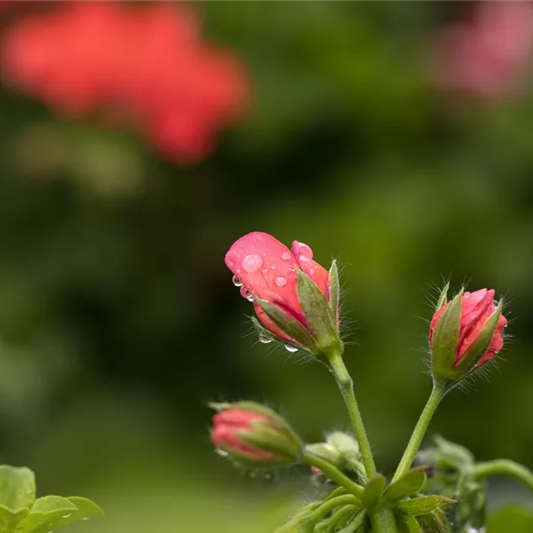 Hängegeranie 'Royal® @Coral', rosa gefüllt