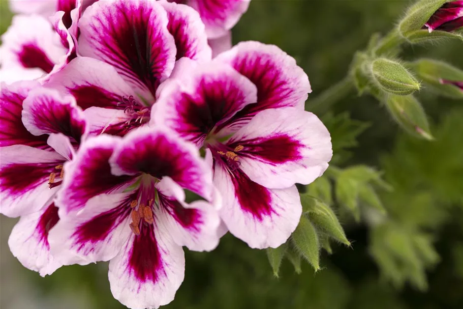 Englische Edelgeranie 'Bicolor', im Topf 12 cm 12 cm