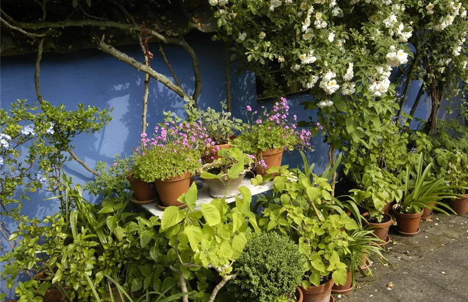 Der Frühling ist da! Pflanzgefäße fit machen