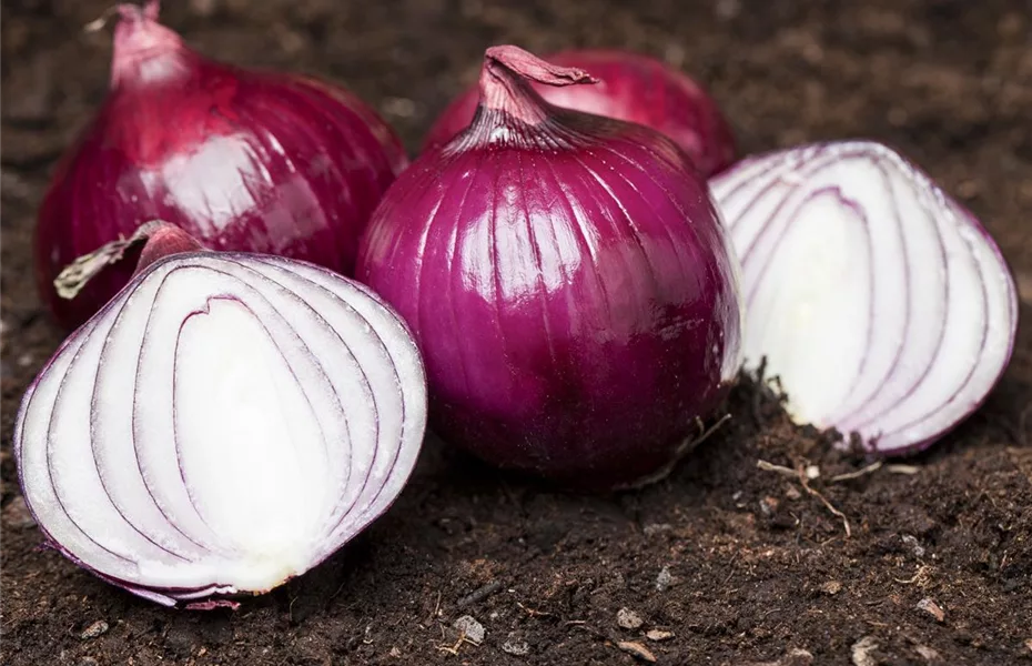 Auf gute Nachbarn! Richtige Mischkultur im Garten