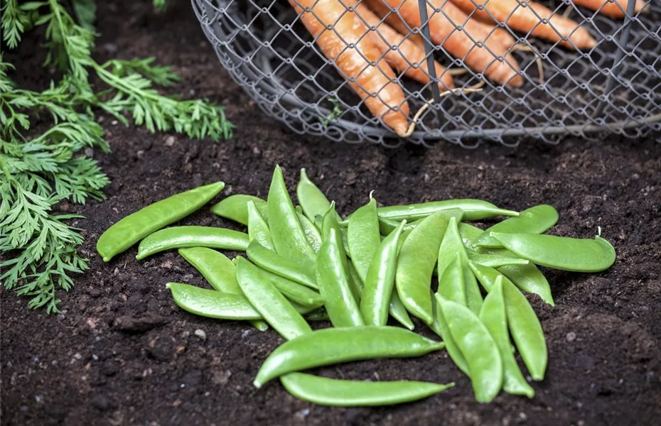 Auf gute Nachbarn! Richtige Mischkultur im Garten